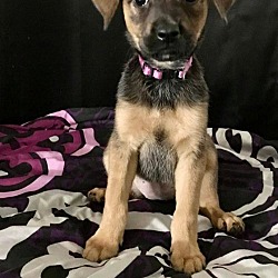 Photo of Virginia Puppy of Dixie