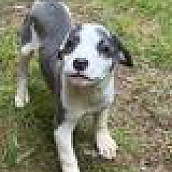 Thumbnail photo of Margo~adopted! #2