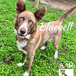 Thumbnail photo of Bluebell #3