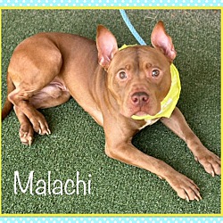 Thumbnail photo of MALACHI #2