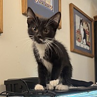 adopt a pet