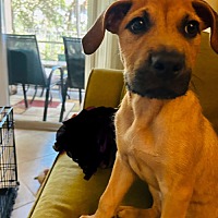 adopt a pet