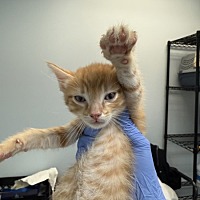 adopt a pet
