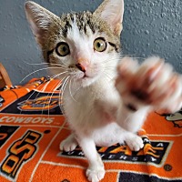 adopt a pet