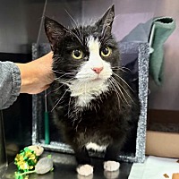 adopt a pet