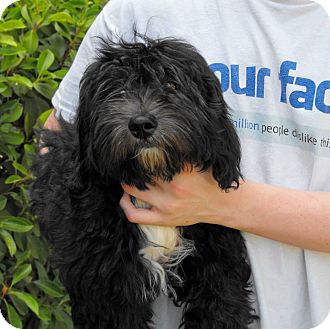 Abilene Tx Lhasa Apso Meet Griffen A Pet For Adoption