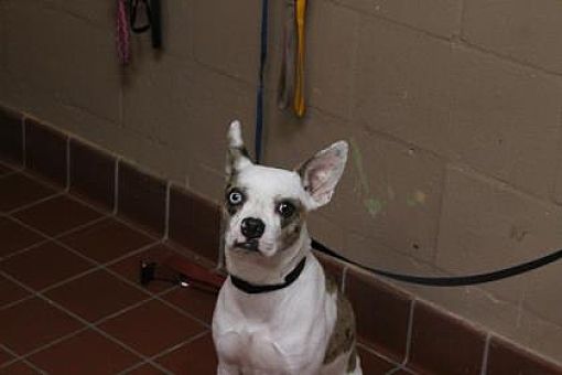 Oakland Ca Pit Bull Terrier Meet Huey Duck A Pet For