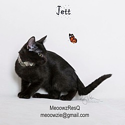 Thumbnail photo of Jett #1