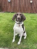 Adopt a Pet :: Scooby - Pleasant Prairie, WI -  German Shorthaired Pointer