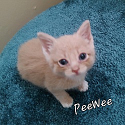 Photo of PeeWee
