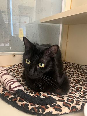 CAT ADOPTION NEWBERG OREGON intelligence overview