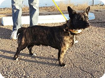 Colorado Springs, CO - Corgi. Meet Bootz a Pet for Adoption.