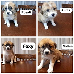 Photo of TERRIER MIX PUPPIES (Mid-East) BN