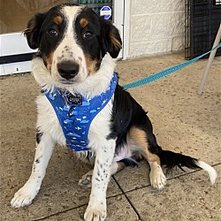 Photo of Aussie Puppy Perth