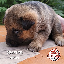 Thumbnail photo of Spartan #2