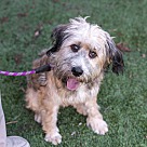 Adopt A Pet :: BENJI - Escondido, CA