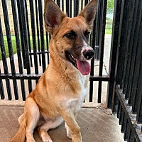 adopt-pet