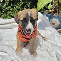 adopt a pet