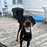 adopt a pet