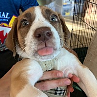 adopt a pet