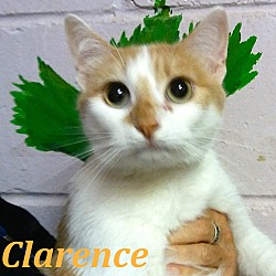 Thumbnail photo of Clarence #1