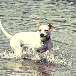 Thumbnail photo of Sydney, water dog deluxe #3