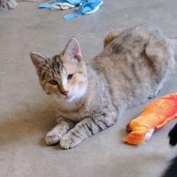 Thumbnail photo of Frisky #3