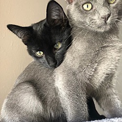 Photo of Midnight & Shadow-bonded pair