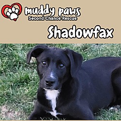 Thumbnail photo of Shadowfax #1
