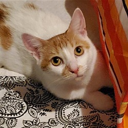Photo of Clementine-Adoption Pending!
