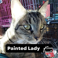 Thumbnail photo of Painted Lady #1