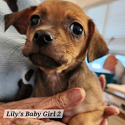 Thumbnail photo of Lily's Baby Girl 2 #2