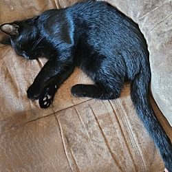 Photo of Panther/Shadow