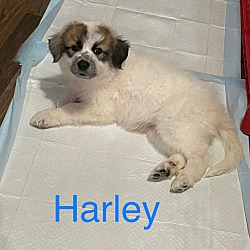 Thumbnail photo of Harley #1