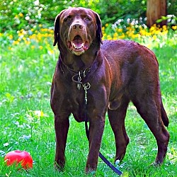 Photo of XP Happy Chocolate Lab