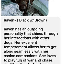 Thumbnail photo of Raven #4