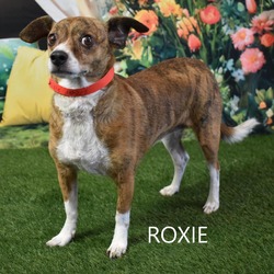 Thumbnail photo of Roxie #2