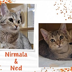 Thumbnail photo of Nirmala and Ned #1