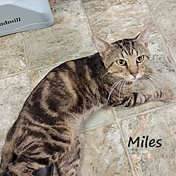 Thumbnail photo of Miles #front-desk-greeter #1