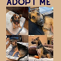 adopt a pet