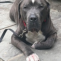 adopt a pet