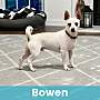 BOWEN - Mixed Breed (Small) available for adoption