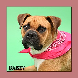 Thumbnail photo of Daisey #1