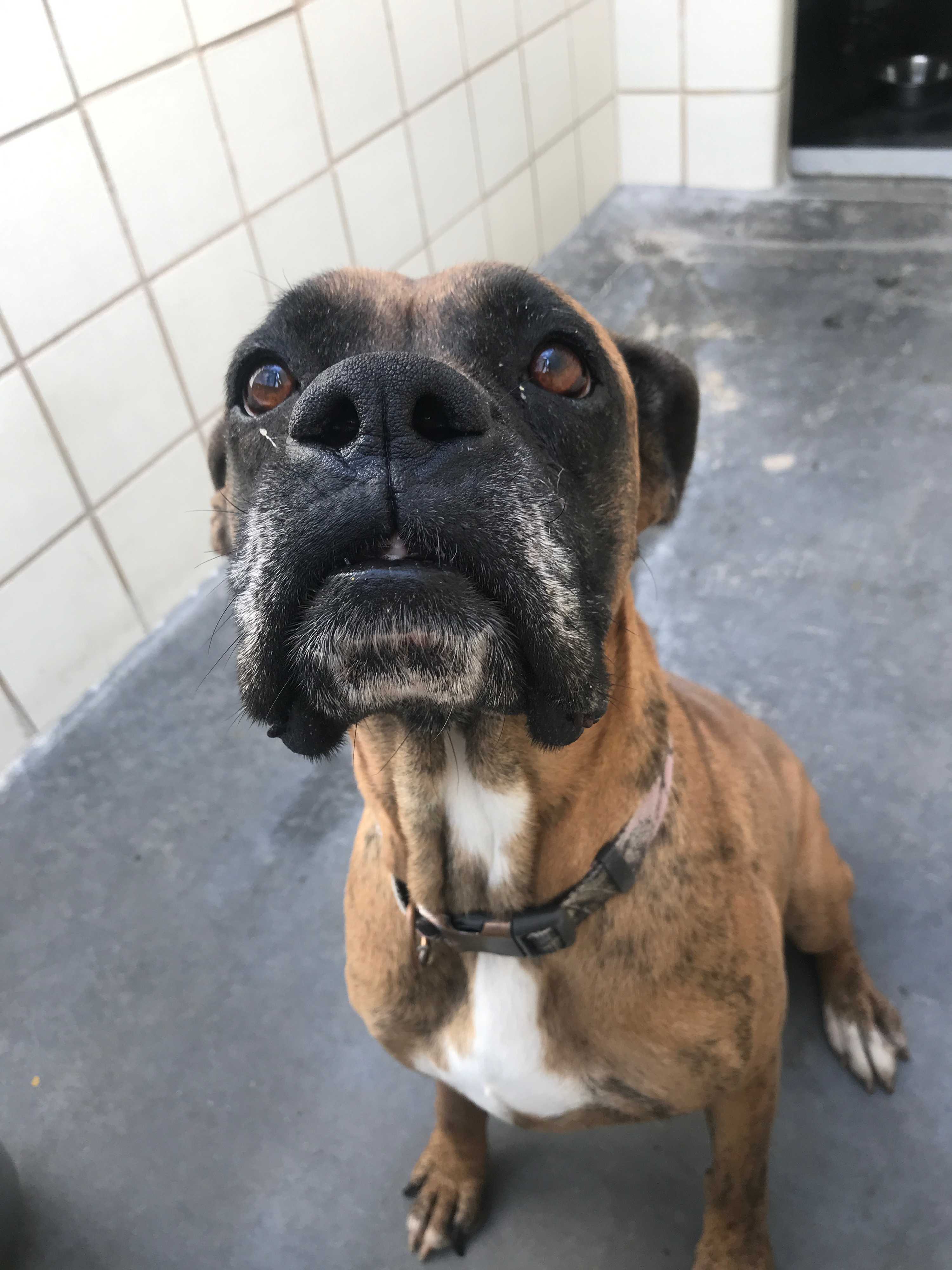 Adopt Darby a Brindle Boxer / Mixed dog in Austin, TX
