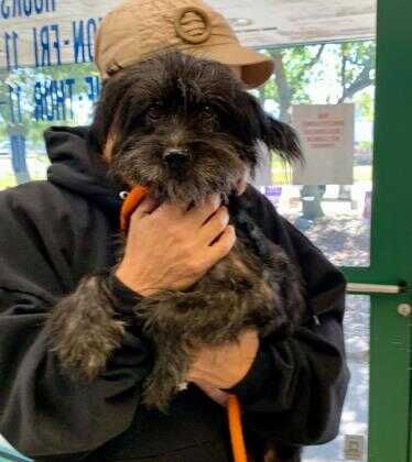adopt padme anderson cairn poodle terrier miniature mixed dog tools female