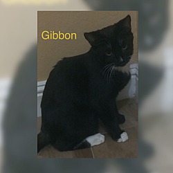 Thumbnail photo of Gibbon #2