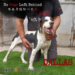 Thumbnail photo of DALLAS 4428/7373 #1