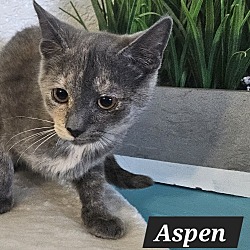 Thumbnail photo of Aspen #2