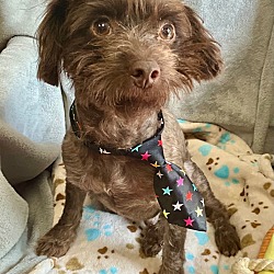 Thumbnail photo of Boulder - adorable 11 lb poodle! #2