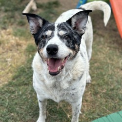 bonded pet photo